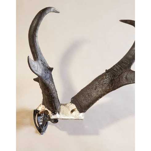 Skull Hooker Bone Bracket - Cheap Fitting