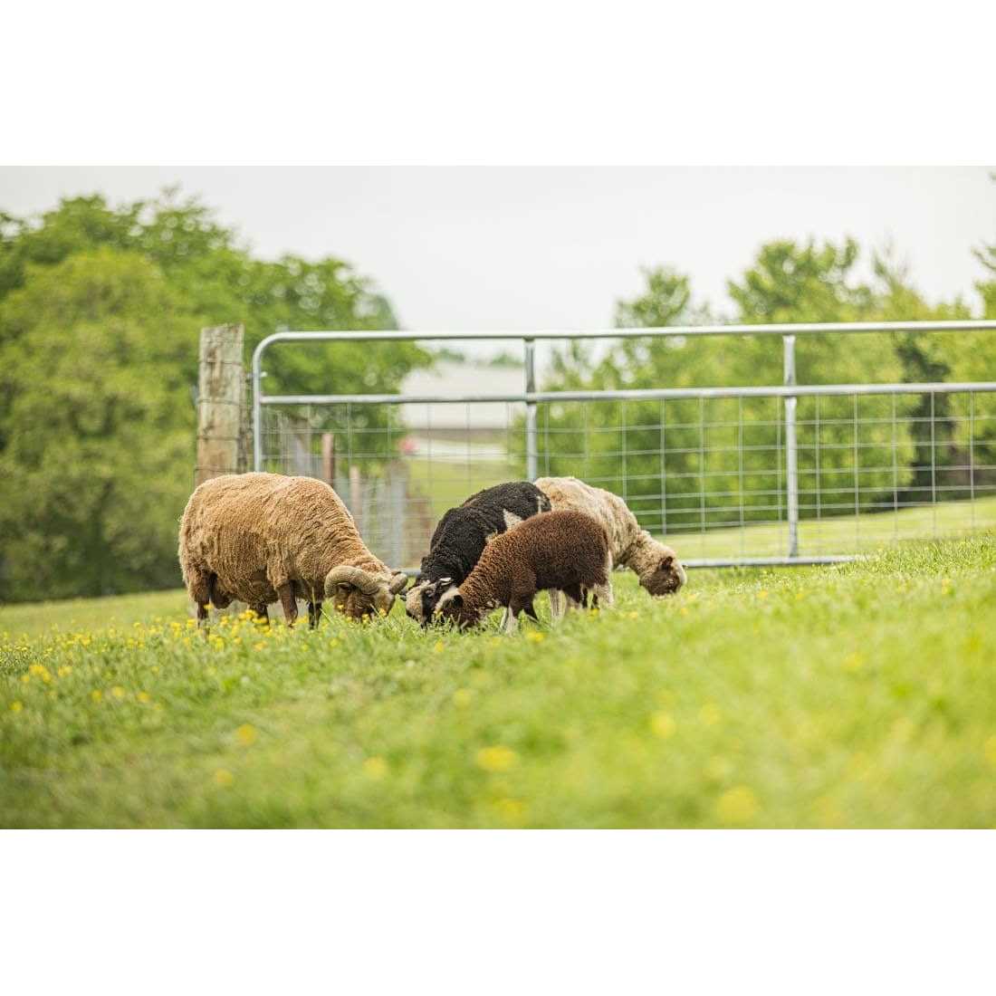 Tarter Galvanized Wire Filled Tube Gate - Cheap Fitting
