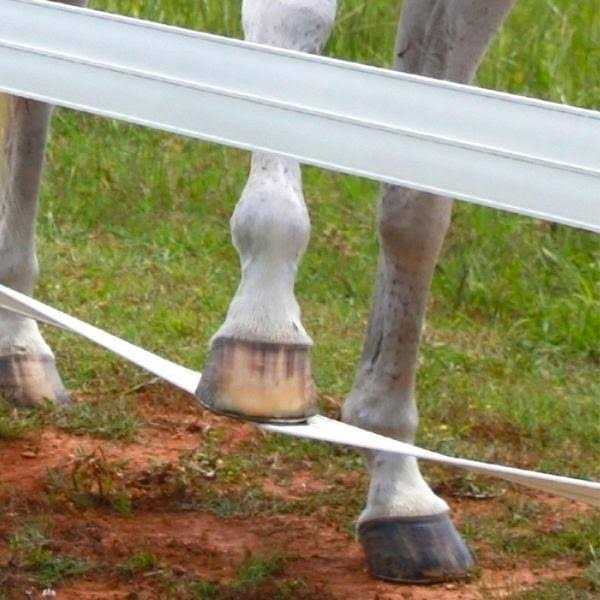 CenFlex 5 in. x Flexible Rail Horse Fence - Cheap Fitting